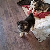 The Toy Movement - Canada Past Missions | May 2018 - Image 16